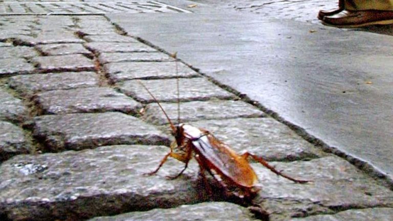 BLATTE E SVERSAMENTO INGOMBRANTI È UNA STORIA INFINITA