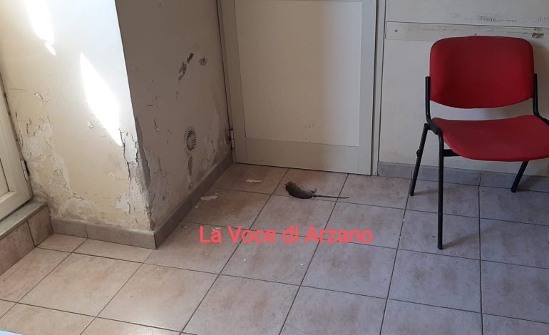 Pantegana entra in ufficio nel centro città