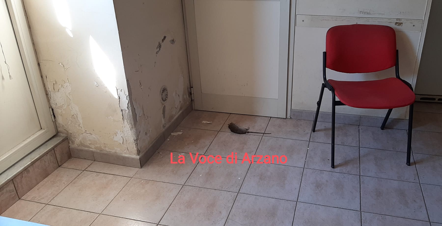 Pantegana entra in ufficio nel centro città
