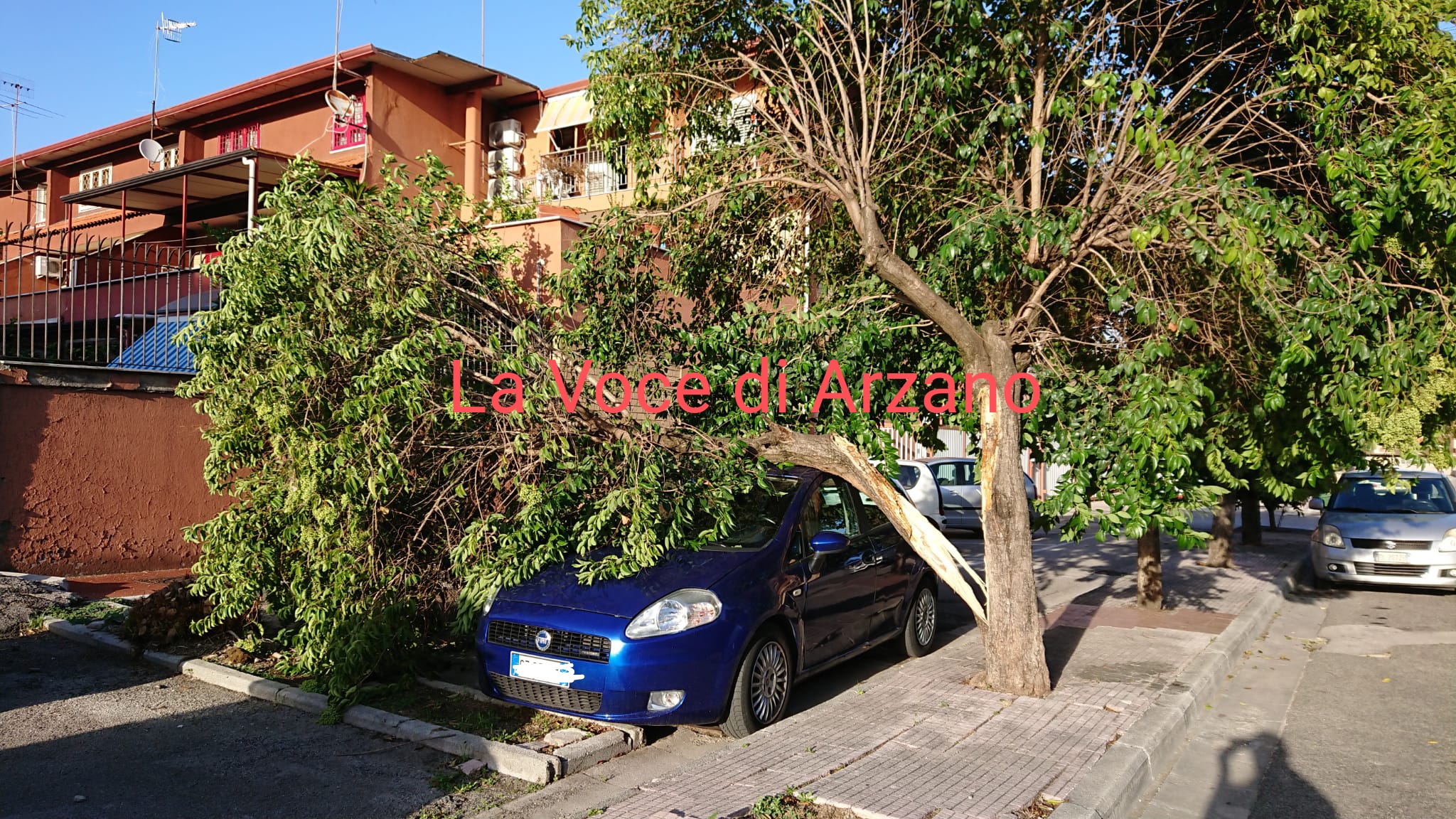 Un altro albero caduto