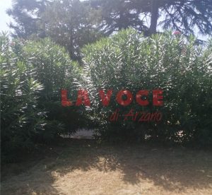 Piazza Marconi, dentro le siepi succede di tutto