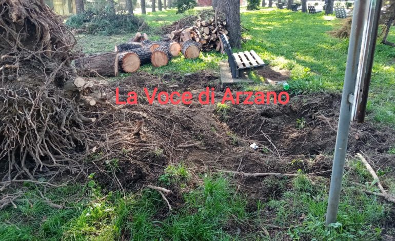 Villa comunale, abbattuto albero di grosse dimensioni