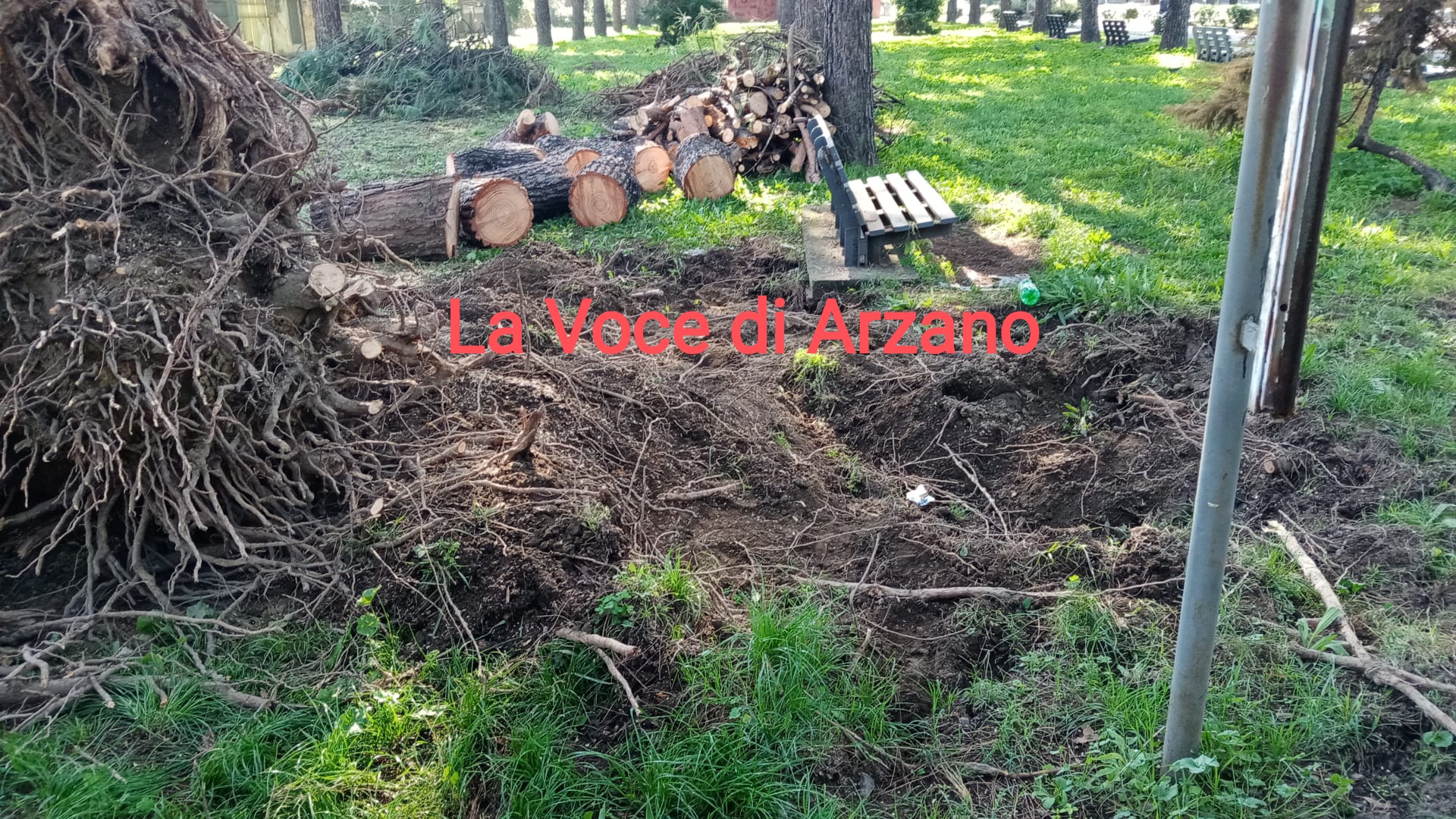Villa comunale, abbattuto albero di grosse dimensioni