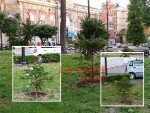 Piazza Cimmino, torna una storica pianta della vecchia agorà