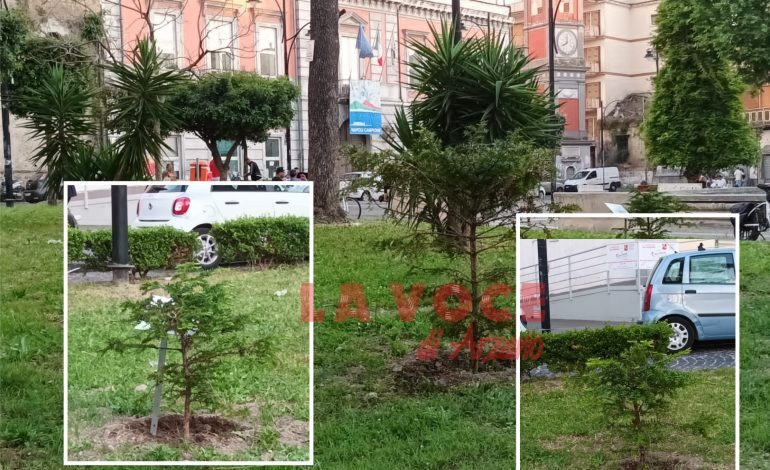 Piazza Cimmino, torna una storica pianta della vecchia agorà