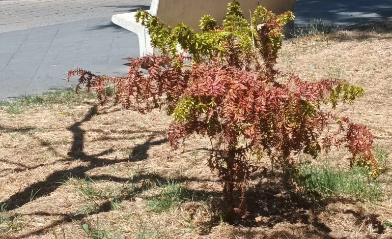 Stanno morendo gli esemplari di Araucaria in piazza Cimmino