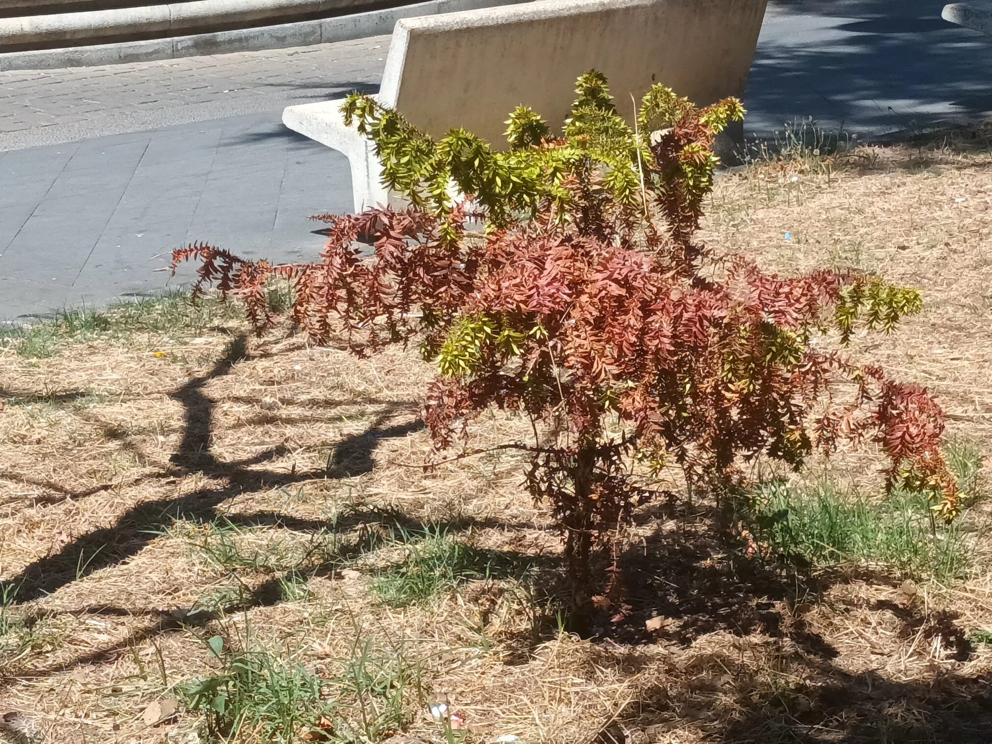Stanno morendo gli esemplari di Araucaria in piazza Cimmino